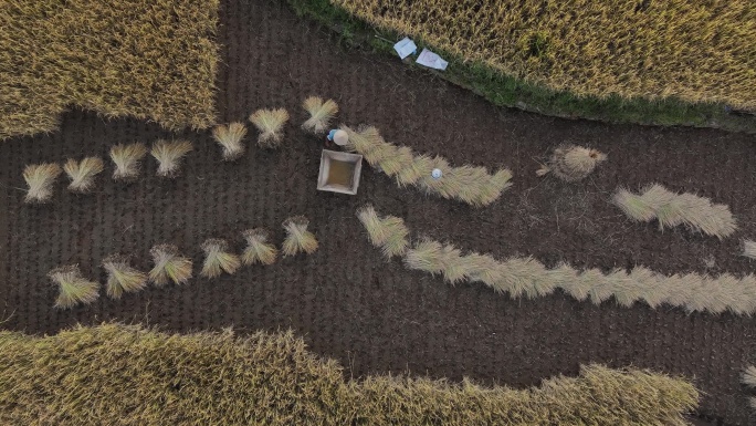 农民在稻田里用传统方式脱粒