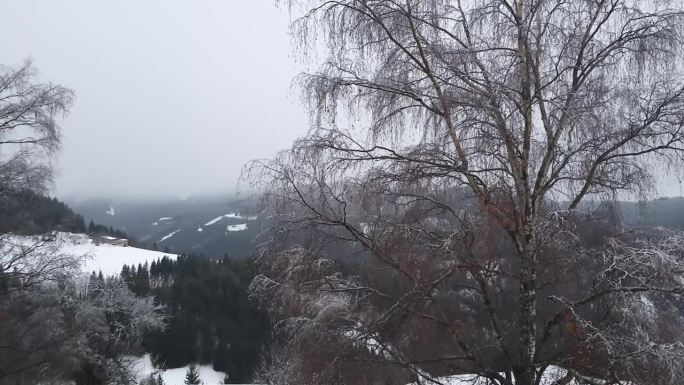 冬季雪景全景与雪树