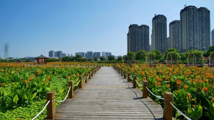 南宁那考河湿地公园美人蕉花海木栈道合集