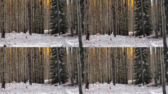 落下的金叶凯伯勒山口科罗拉多州电影霜冻寒冷的早晨秋天冬季碰撞第一次白色的雪红黄橙白杨树森林落基山脉仍