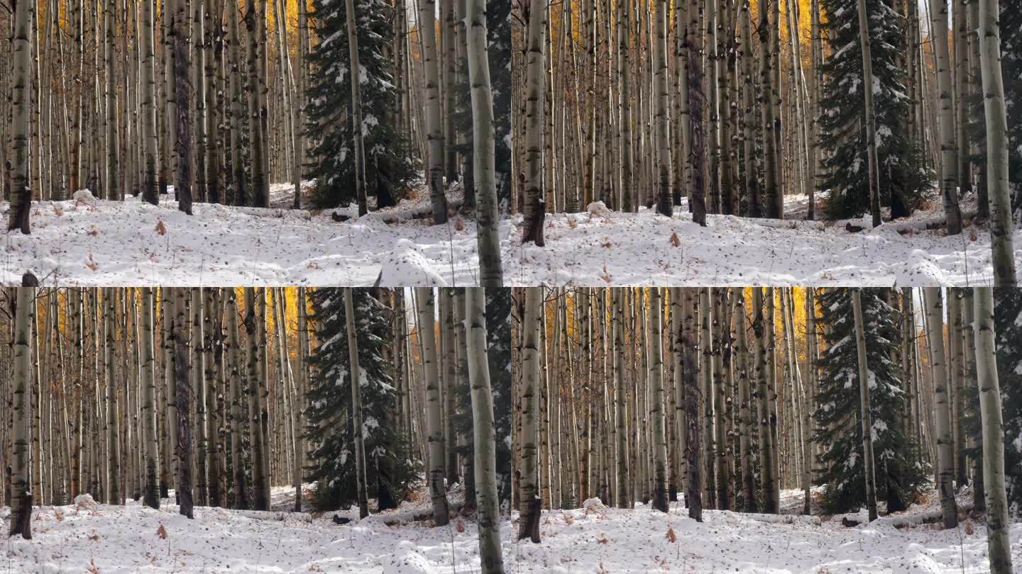 落下的金叶凯伯勒山口科罗拉多州电影霜冻寒冷的早晨秋天冬季碰撞第一次白色的雪红黄橙白杨树森林落基山脉仍