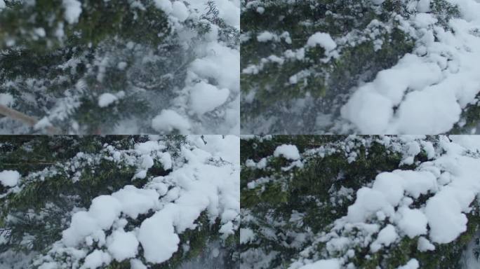 用扫帚打扫一棵被雪覆盖的树。大量的雪把树枝压倒了。