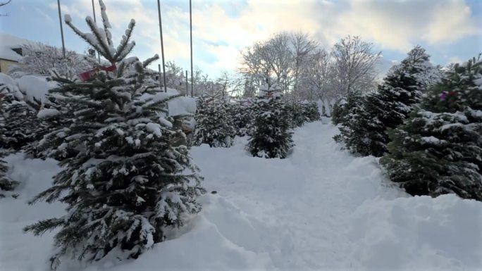 在白雪皑皑的冬日里，没有人的圣诞树市场。德国圣诞夜卖冷杉树。户外冷杉市场。下雪的冬日。出售云杉树。