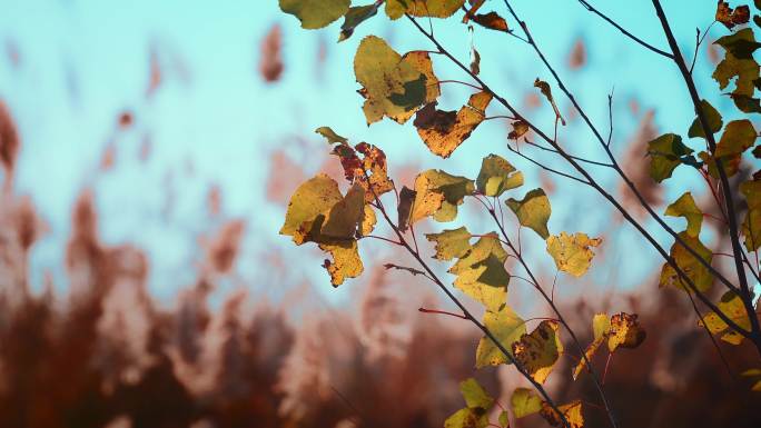 秋天唯美树叶空镜
