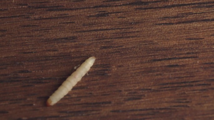 在木地板表面蠕动的印度蛾幼虫。特写镜头