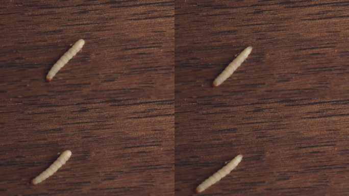 在木地板表面蠕动的印度蛾幼虫。特写镜头