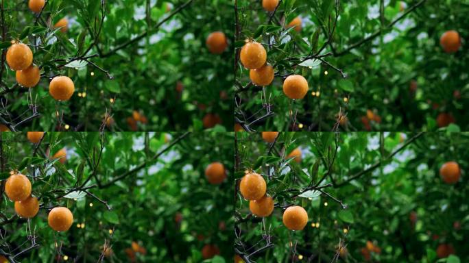 在雨天新鲜成熟的橙子