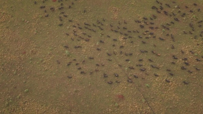 非洲乌干达的一群水牛。鸟瞰图