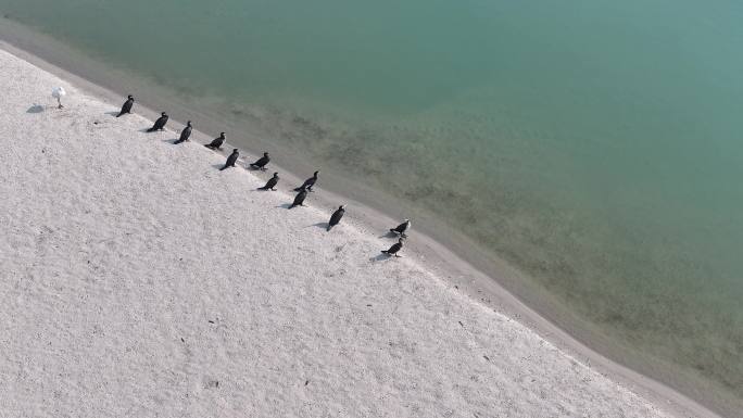 航拍鸬鹚白鹭襄阳汉江湿地沙滩动物自然风光