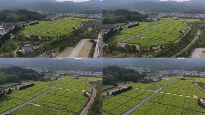 龙岩市上杭古田会议纪念馆会址油菜花田航拍