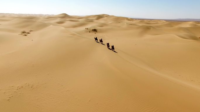 沙漠骑骆驼航拍