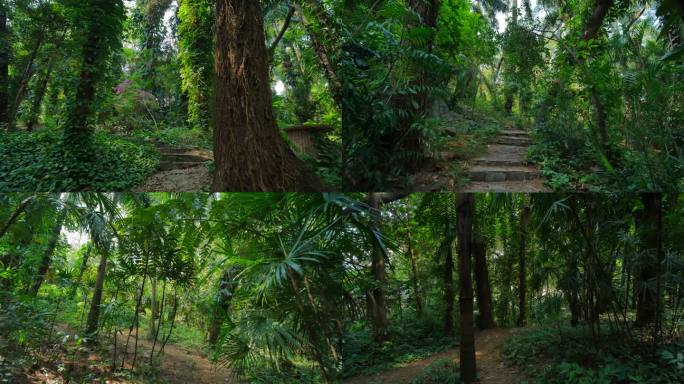热带雨林森林树林丛林穿梭穿行