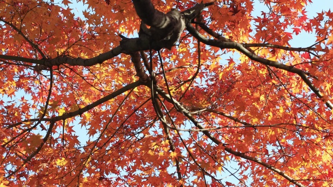 【合集】苏州环秀山庄红枫 阳光透过树叶