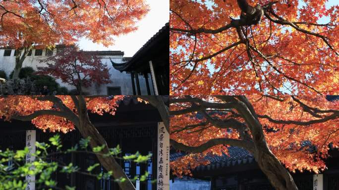 【合集】苏州环秀山庄红枫 阳光透过树叶