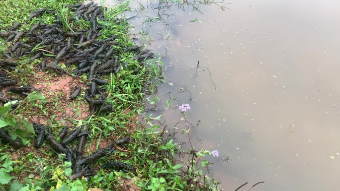 澳洲淡水龙虾从岸上爬入水中