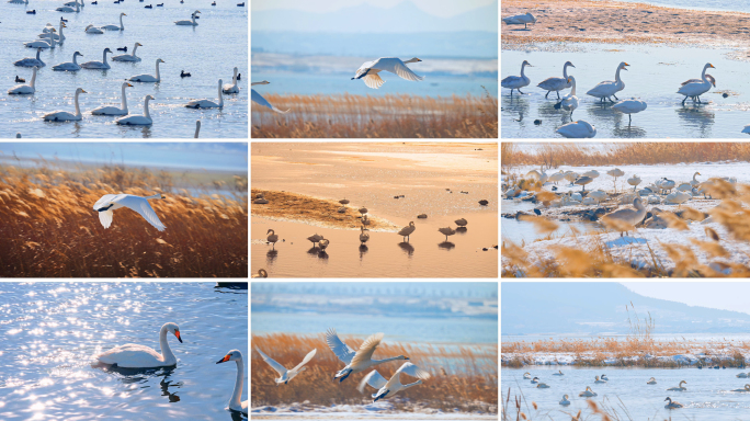 天鹅湖湿地生态鸟类飞翔