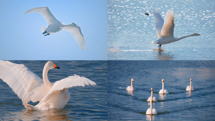 天鹅湖湿地生态鸟类飞翔