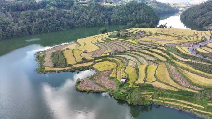 蓝色湖水边的金色梯田迎来丰收