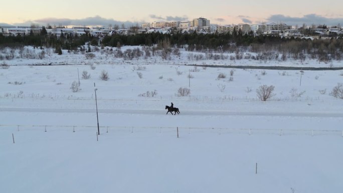 无人机航拍的马和骑手在积雪覆盖的道路上疾驰。冰岛全景。雷克雅未克的冬天。黑色的马。骑训练。