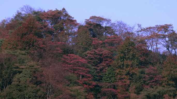 多彩森林