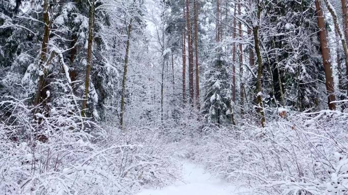 毛绒绒的树枝被白雪覆盖，大自然的景色带着皑皑白雪和寒冷的天气。冬季森林的降雪