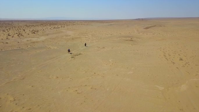 沙漠骆驼戈壁滩航拍