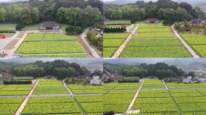 龙岩市上杭古田会议纪念馆会址油菜花田航拍