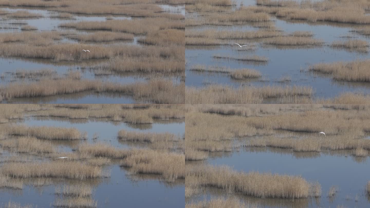 航拍新疆 博斯腾湖 库尔勒 白鹭野生动物