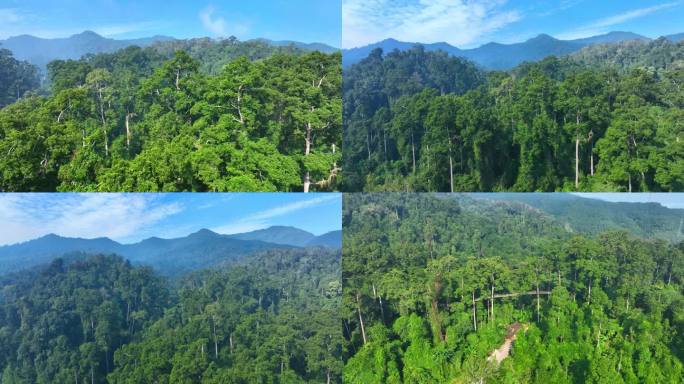 森林树木热带雨林航拍