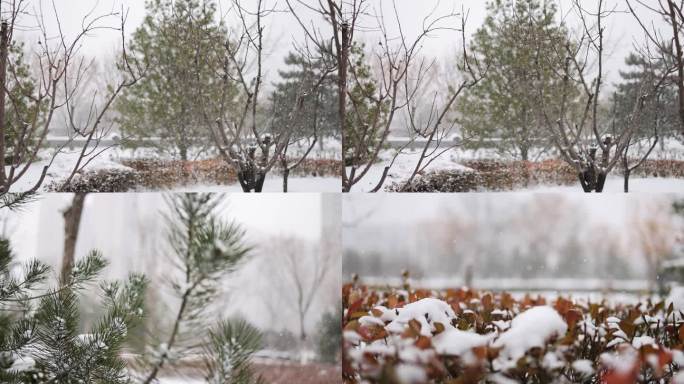 冬天雪景实拍