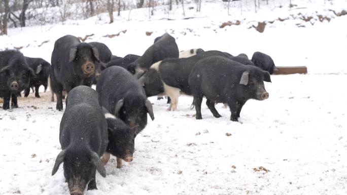 5 黑猪藏香猪结对成群 雪地觅食