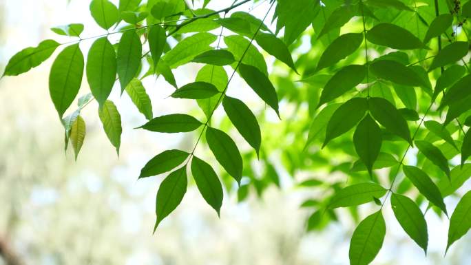 夏天树叶树荫特写