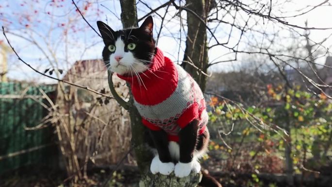 可爱的猫咪穿着暖和的针织毛衣坐在乡下花园的树上