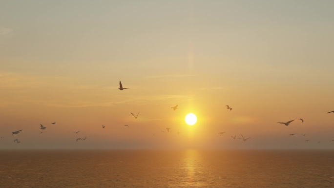 夕阳大海海面上成群结队飞舞的海鸥