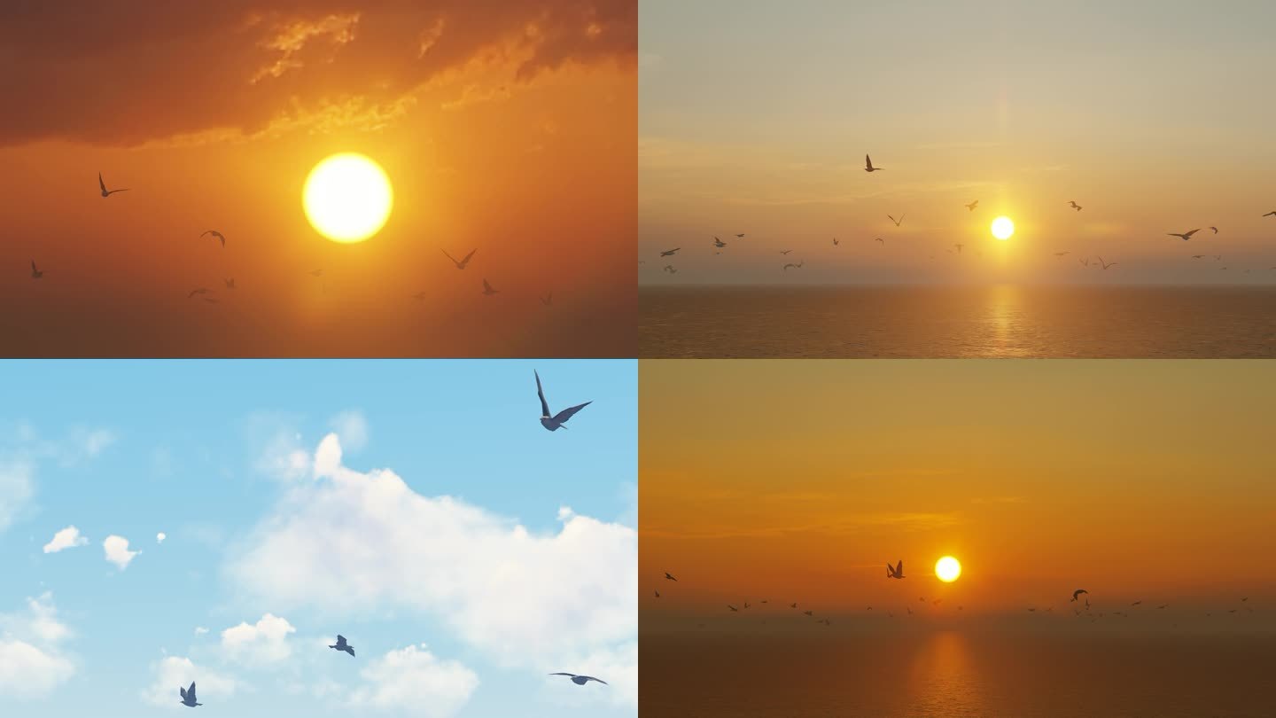 夕阳大海海面上成群结队飞舞的海鸥