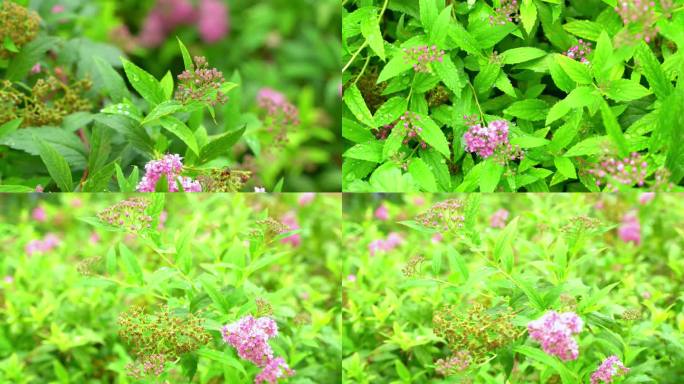 雨后花朵 鲜花 滋润 滋养 花瓣