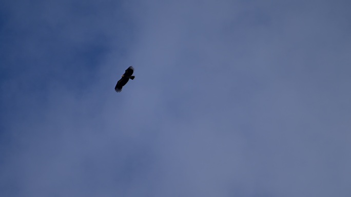 高山兀鹫在天空中飞翔