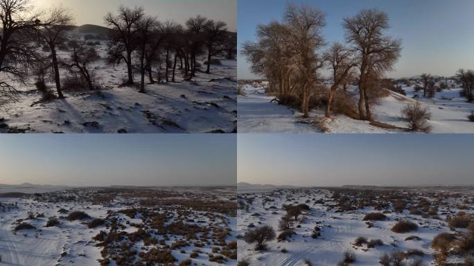 新疆 哈密 航拍 雪后沙漠  胡杨林