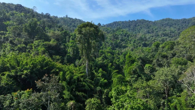 热带雨林原始峡谷航拍