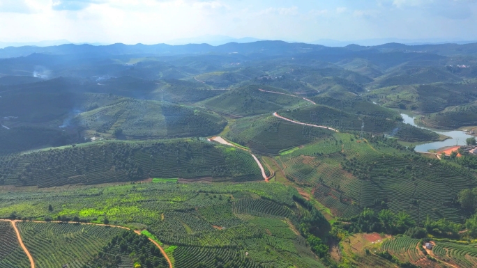 大渡岗普洱茶万亩茶园