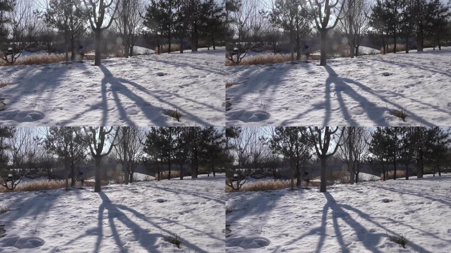 雪后初晴清晨白雪树影移动光影变化时间流逝