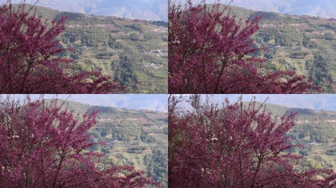 云南樱花和哀牢山脉大山梯田