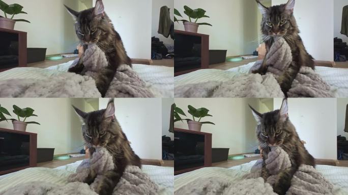 一只灰色的猫躺在床上，又咬又揉舒适柔软的毯子