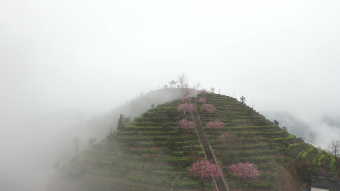 高山茶园