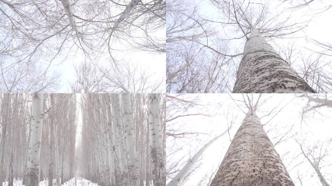 冬天里的白杨树
