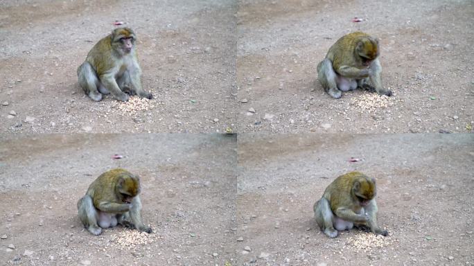 野生猴子吃坚果，摩洛哥