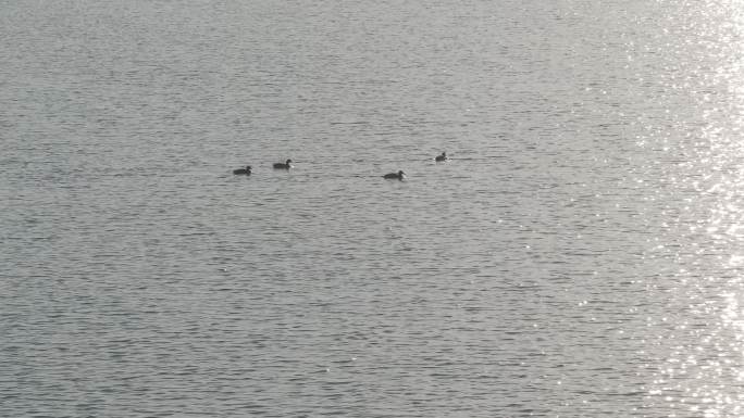 航拍 常州 西太湖 野生动物 野鸭
