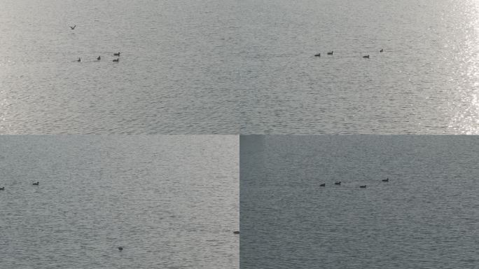 航拍 常州 西太湖 野生动物 野鸭