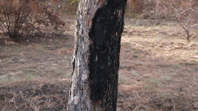 森林火灾的后果。烧焦的松树的黑色树干上沾着几滴树脂