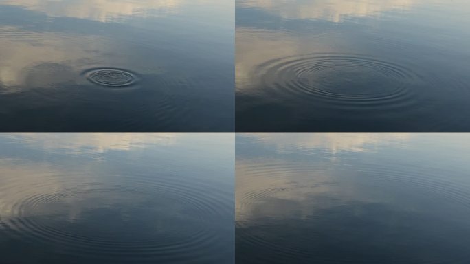 鸭子湖面嬉水